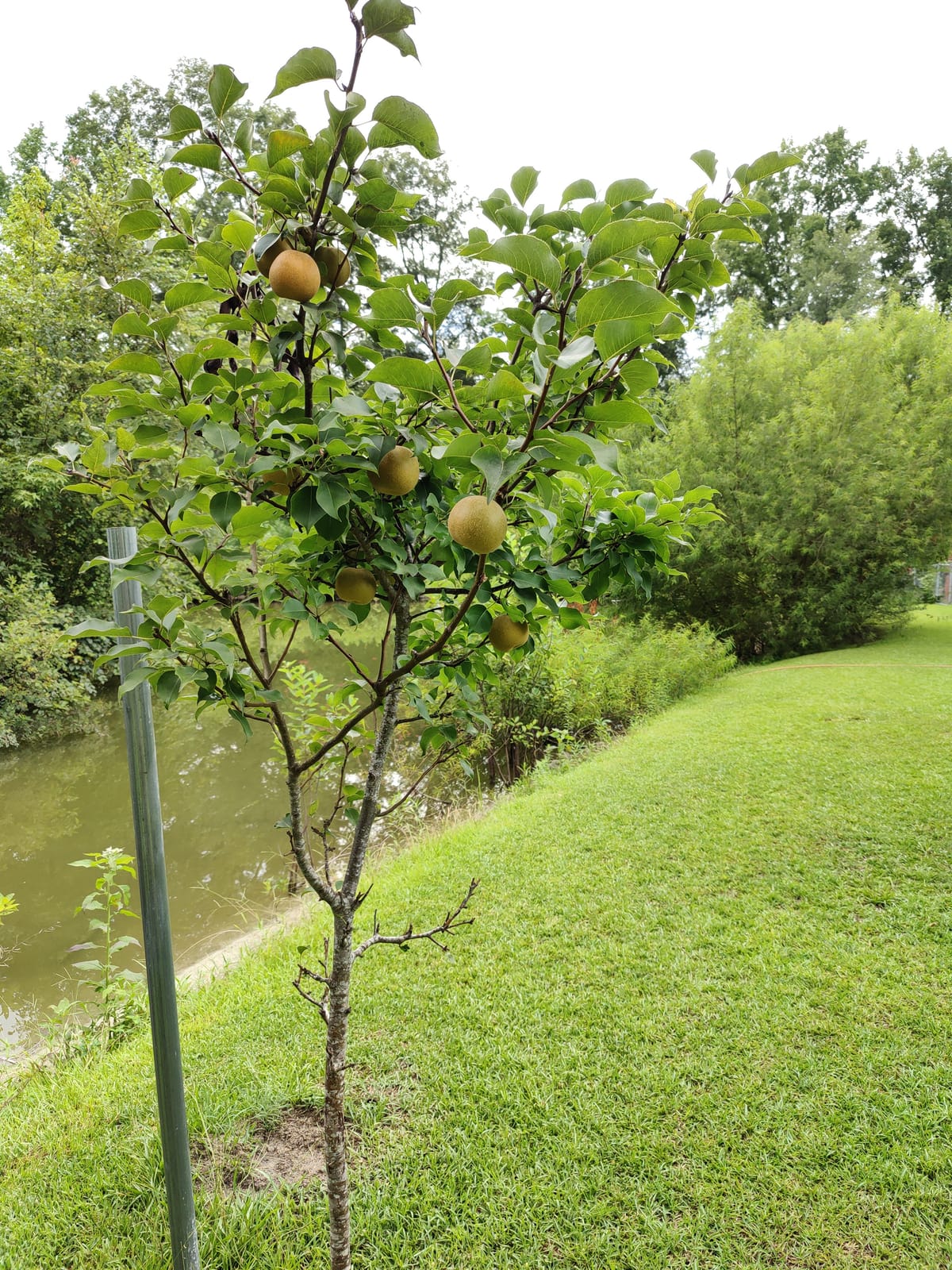 Japanese Pear Apple